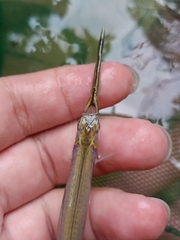 Zenarchopterus buffonis