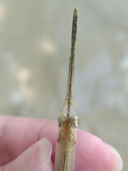 Zenarchopterus buffonis