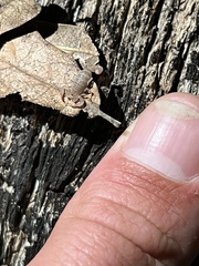 Pseudouroctonus santarita