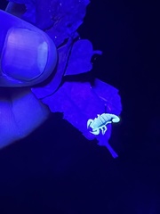 Pseudouroctonus santarita