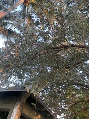 Conocarpus erectus sericeus