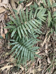 Bolbitis angustipinna