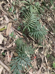 Bolbitis angustipinna