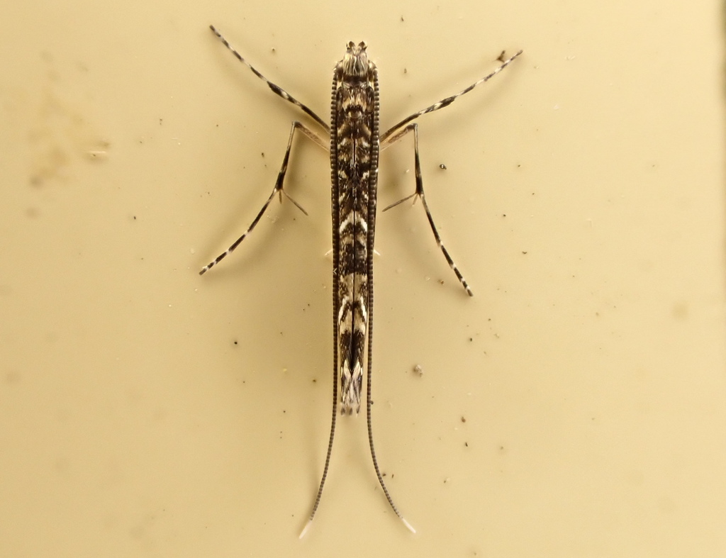 Conopomorpha