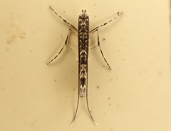 Conopomorpha cyanospila