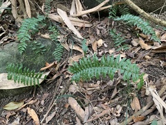 Bolbitis rhizophylla