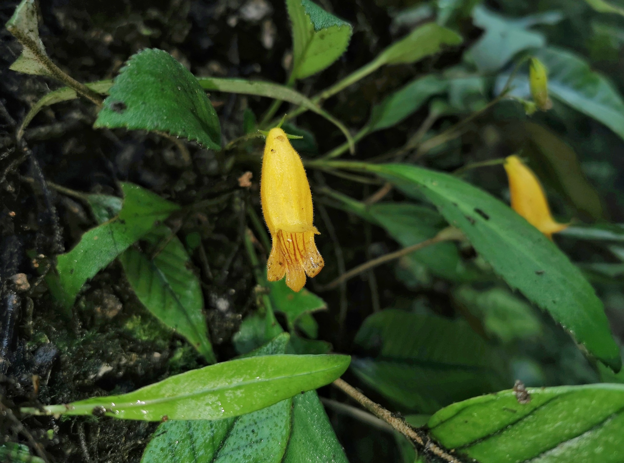 Oreocharis longifolia var. longifolia