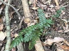 Bolbitis rhizophylla