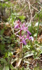 Orchis sitiaca