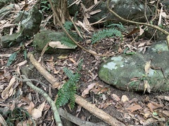 Bolbitis rhizophylla