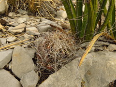 Coryphantha ramillosa santarosa