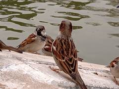 Passer domesticus