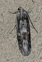 Cactobrosis fernaldialis