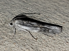 Cactobrosis fernaldialis