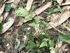 Tectaria fuscipes
