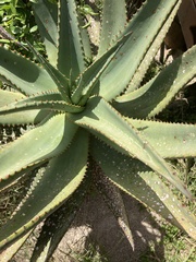 Aloe africana
