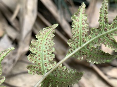 Tectaria fuscipes