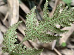 Tectaria fuscipes