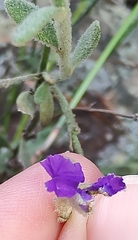 Dampiera adpressa