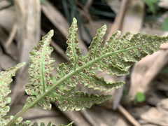 Tectaria fuscipes