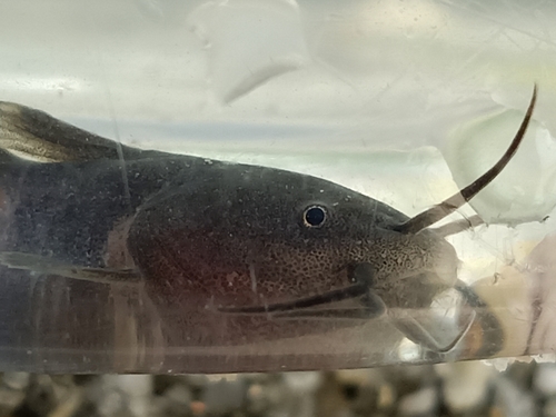 Barbel-eel catfish (Plotosus canius) — Plotosidae — 4