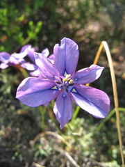 Moraea worcesterensis