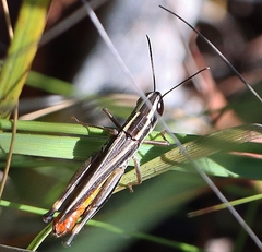 Macrotona securiformis