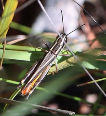 Macrotona securiformis