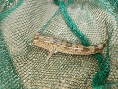 Periophthalmus chrysospilos