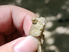 Periophthalmus chrysospilos