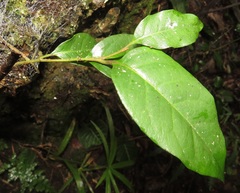Olea capensis macrocarpa