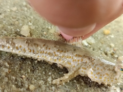 Periophthalmus chrysospilos