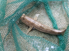 Periophthalmus chrysospilos