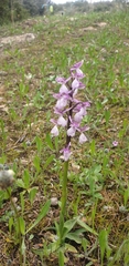 Anacamptis