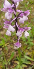 Anacamptis