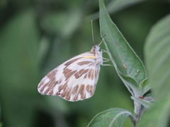 Pinacopteryx