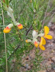 Pultenaea cinerascens