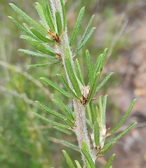 Pultenaea cinerascens