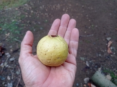 Psidium friedrichsthalianum