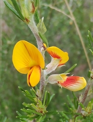 Pultenaea cinerascens