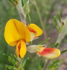 Pultenaea cinerascens