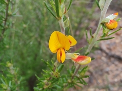 Pultenaea cinerascens