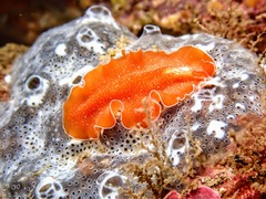 Yungia aurantiaca