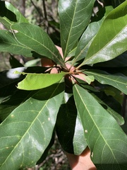 Planchonella pohlmaniana