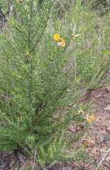 Pultenaea cinerascens