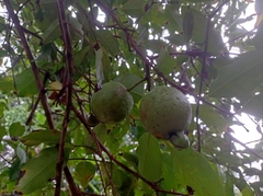 Psidium friedrichsthalianum