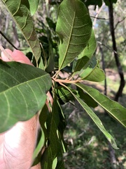 Planchonella pohlmaniana
