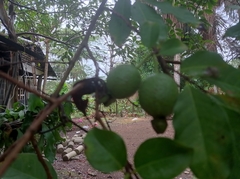 Psidium friedrichsthalianum