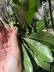 Planchonella pohlmaniana