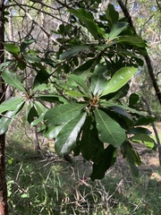 Planchonella pohlmaniana
